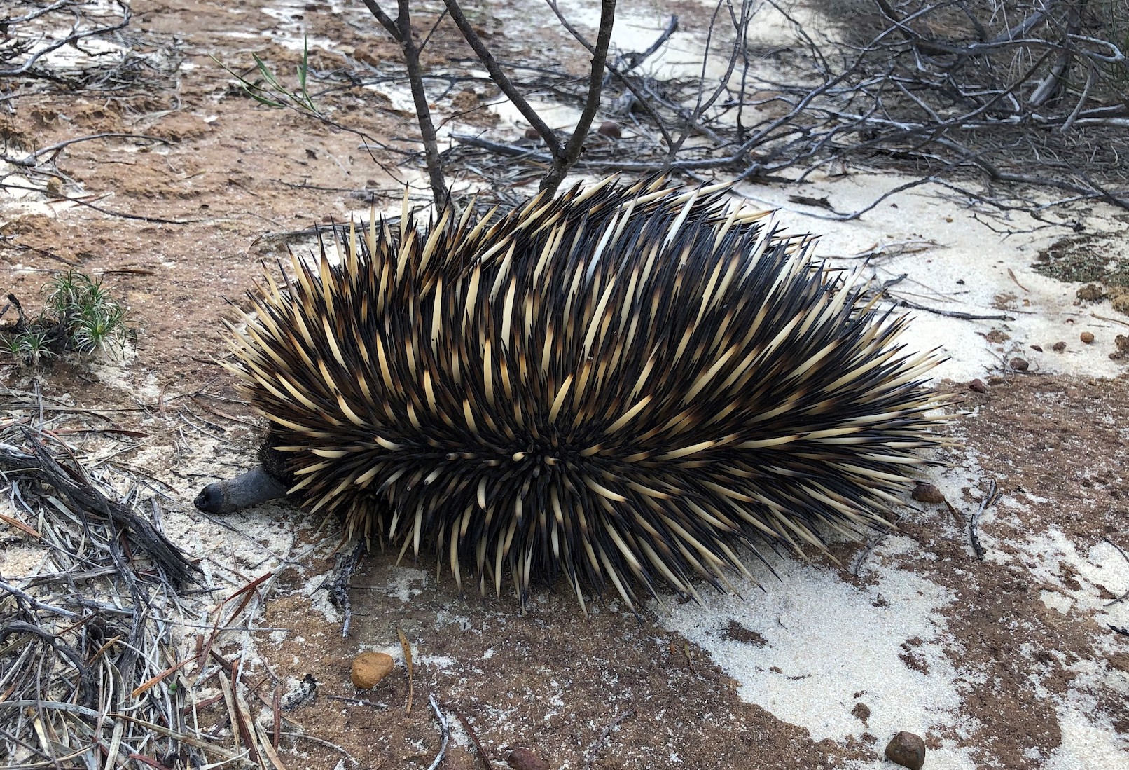 2020-07-01 An adult echidna at Kalbarri