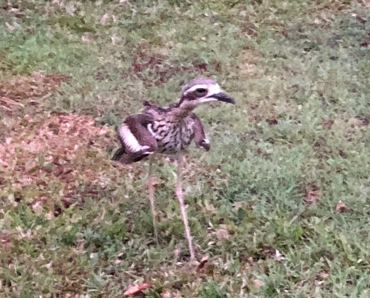 2020-09-19  A noisy Bush Stone-curlew defends its nest