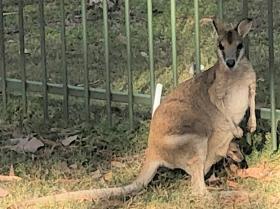 2020-08-15 Wallaby & joey, Katherine