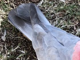 2020-07-25  Galah at Tom Price, WA