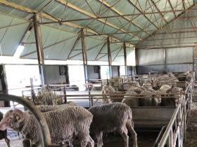 2020-02-29  Sheep at Boonoke station