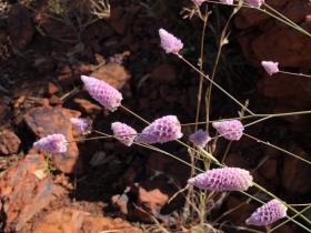 2020-07-23  Typical delicate WA flowers