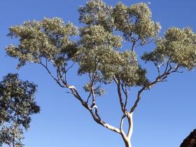 2020-07-23  Karijini termite mound
