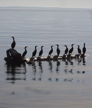 Cormorants